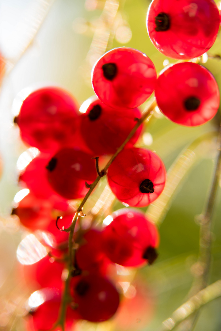 Johannisbeeren (Ribes rubrum)