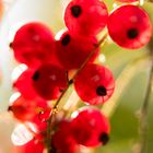 Johannisbeeren (Ribes rubrum)