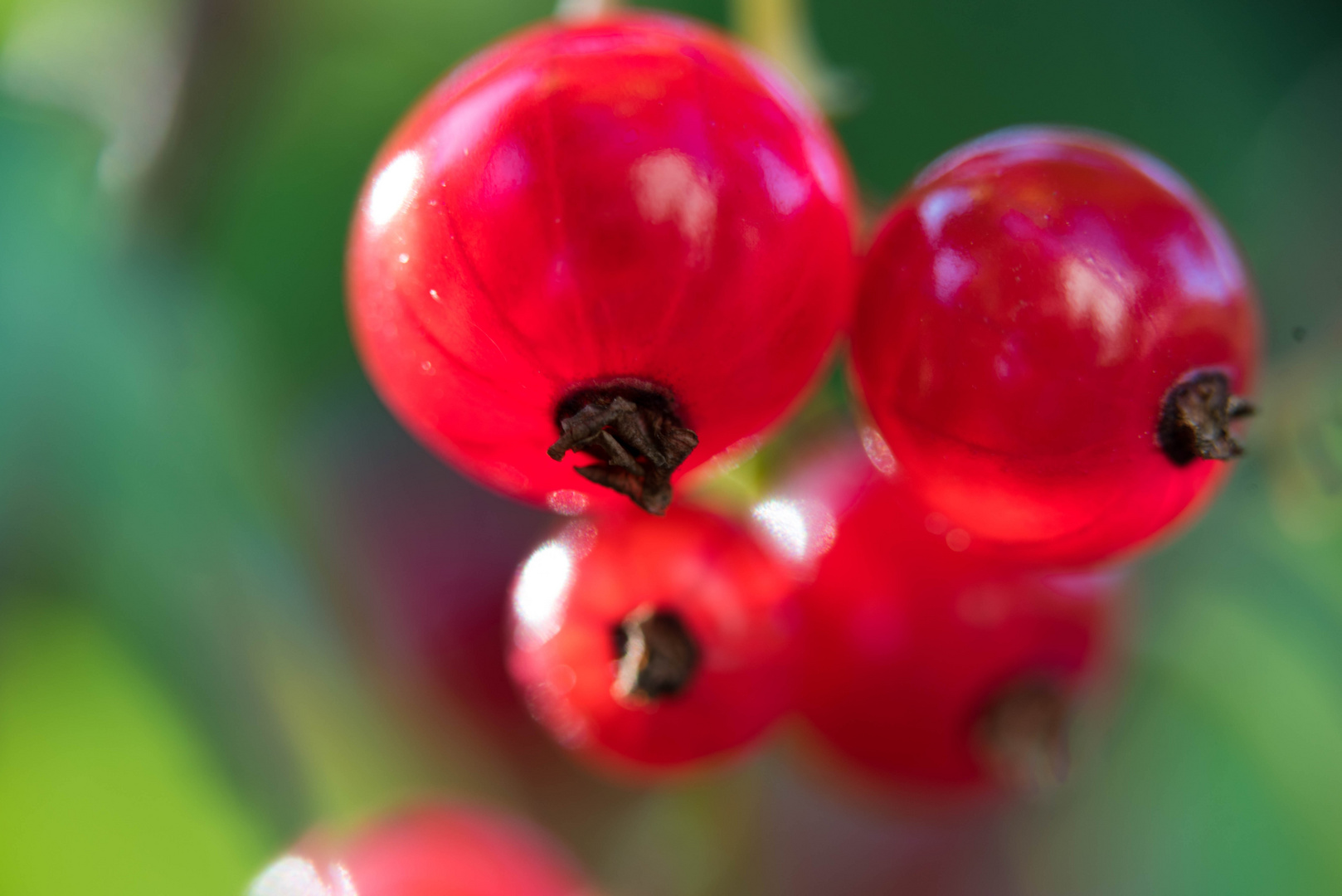 Johannisbeeren (Ribes rubrum)