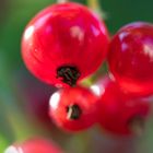 Johannisbeeren (Ribes rubrum)