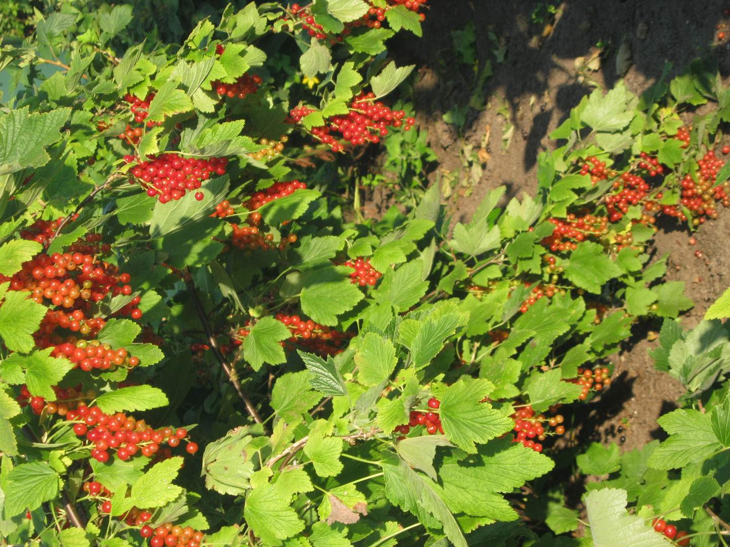 Johannisbeeren - satt -