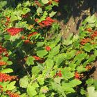 Johannisbeeren - satt -