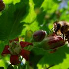 Johannisbeeren und Biene
