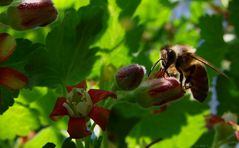 Johannisbeeren und Biene