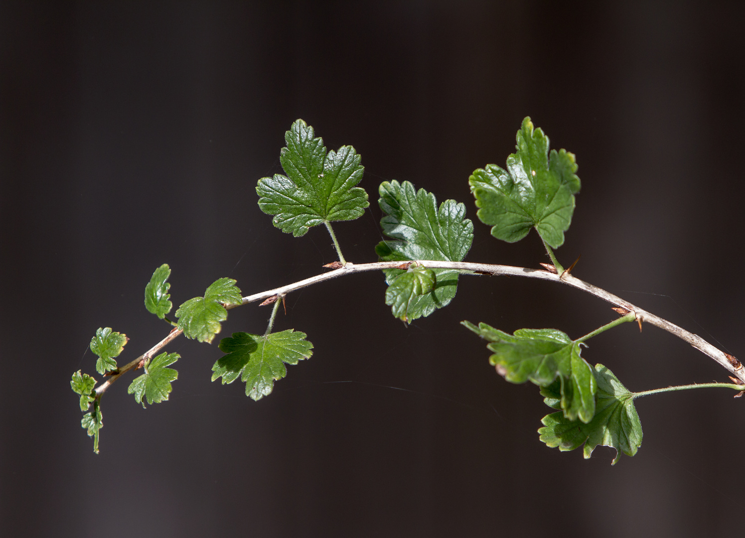 Johannisbeeren Zweig