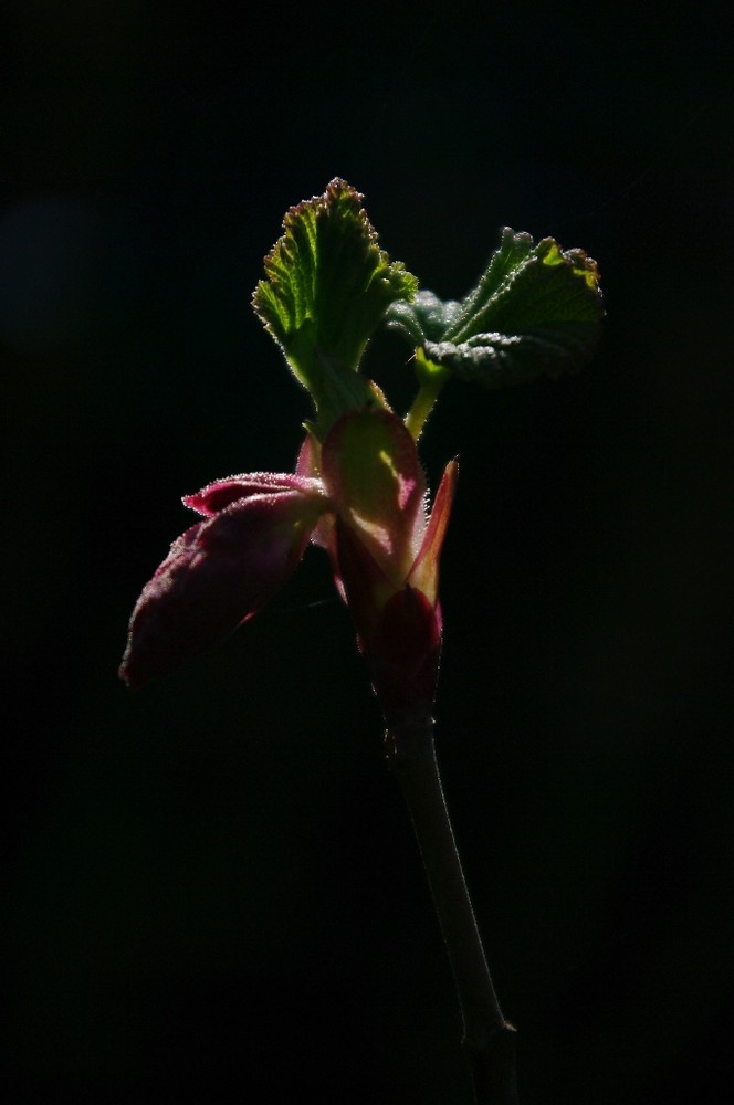 johannisbeerenblüte im gegenlicht