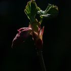 johannisbeerenblüte im gegenlicht