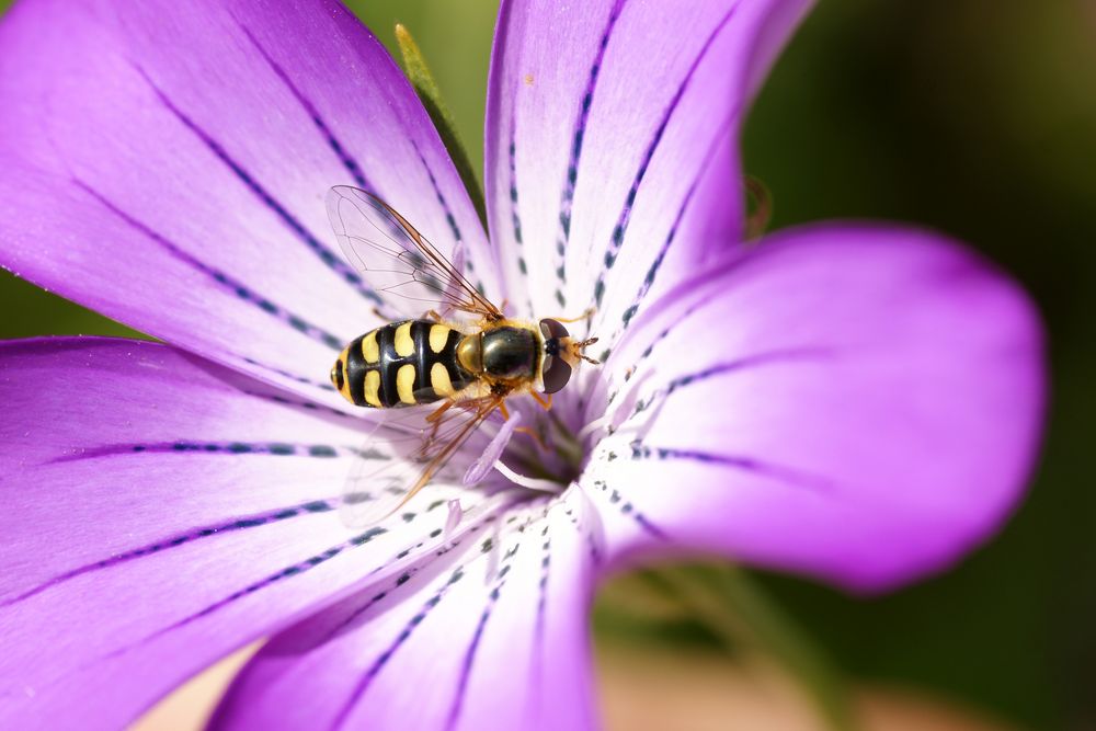 Johannisbeerschwebfliege auf Kornrade von Willi Schmitz 