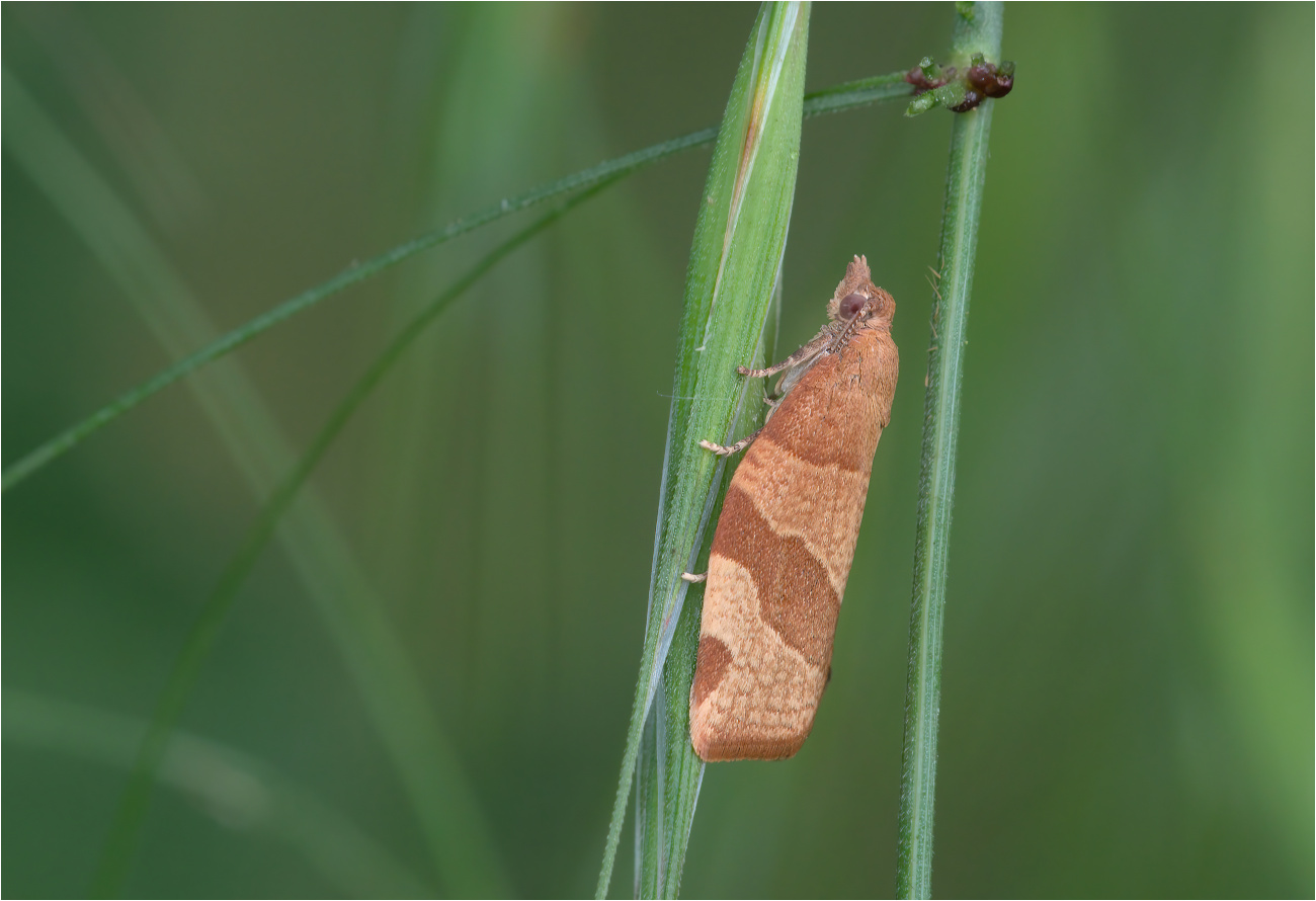 Johannisbeerwickler (Pandemis cerasana)