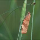 Johannisbeerwickler (Pandemis cerasana)