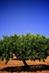 Johannisbrotbaum (Ceratonia siliqua) auf Mallorca
