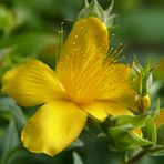 Johanniskraut " Balsam für die Seele"
