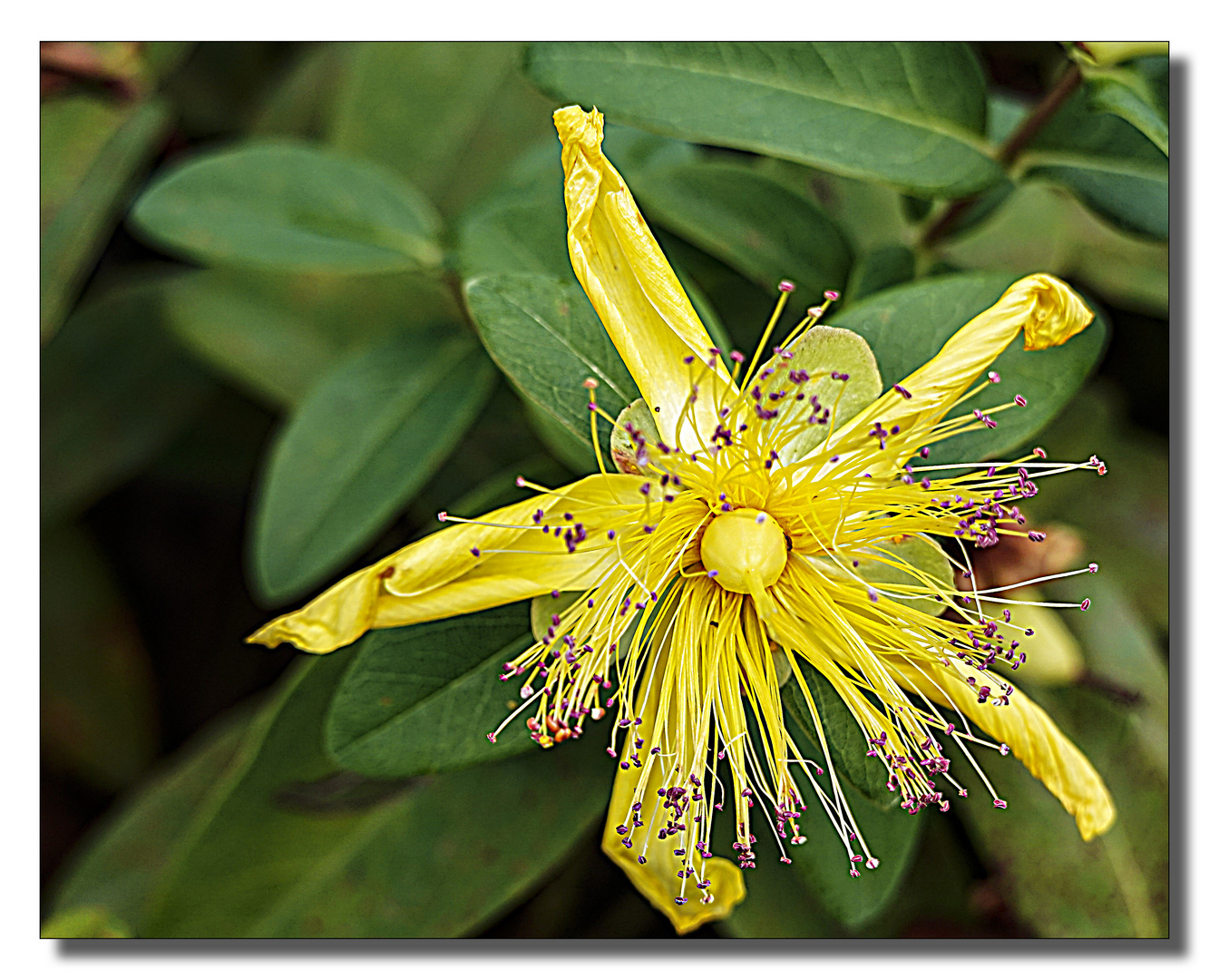 Johanniskraut Blüte