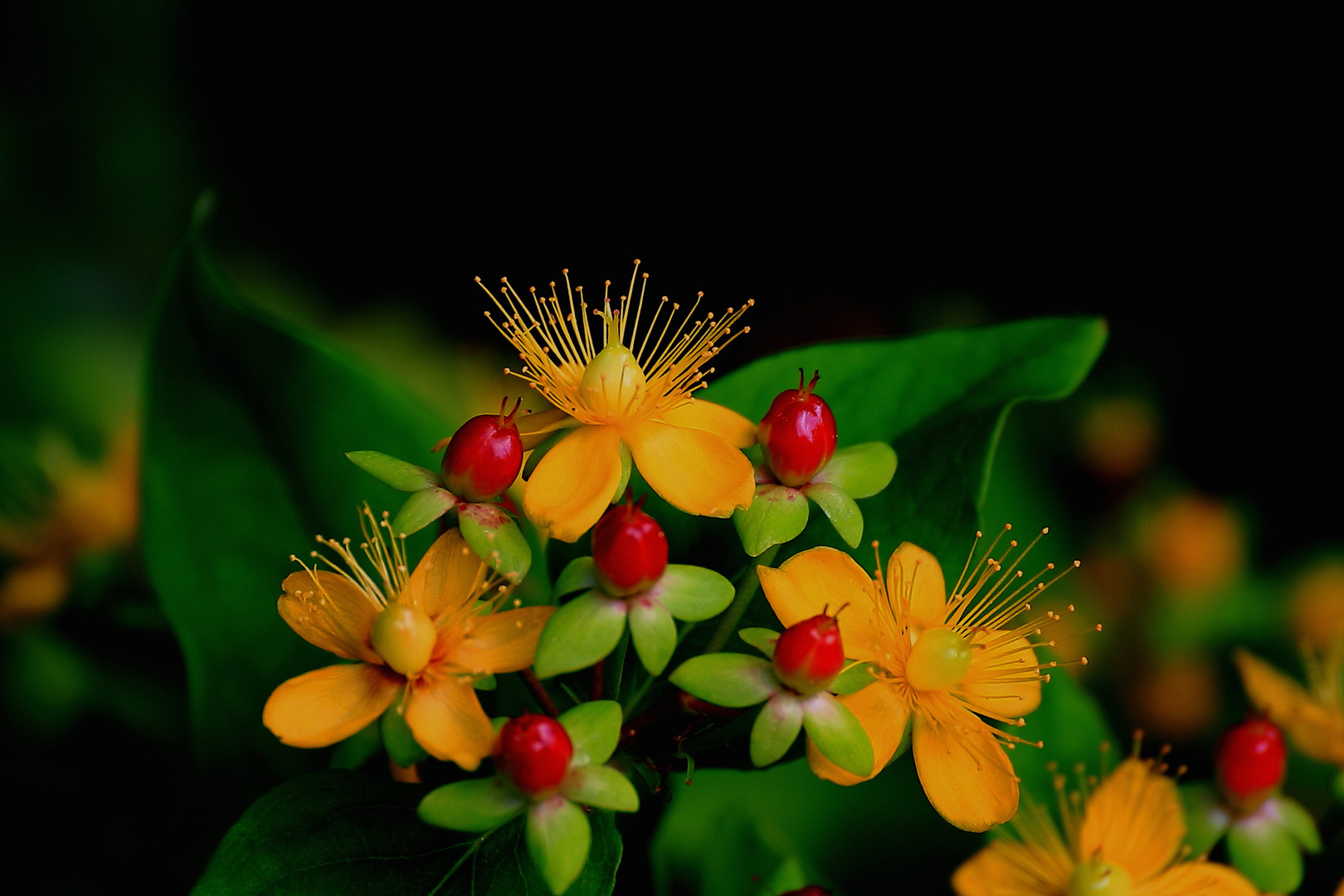 Johanniskraut-Blüte mit Fruchtstand