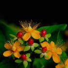 Johanniskraut-Blüte mit Fruchtstand