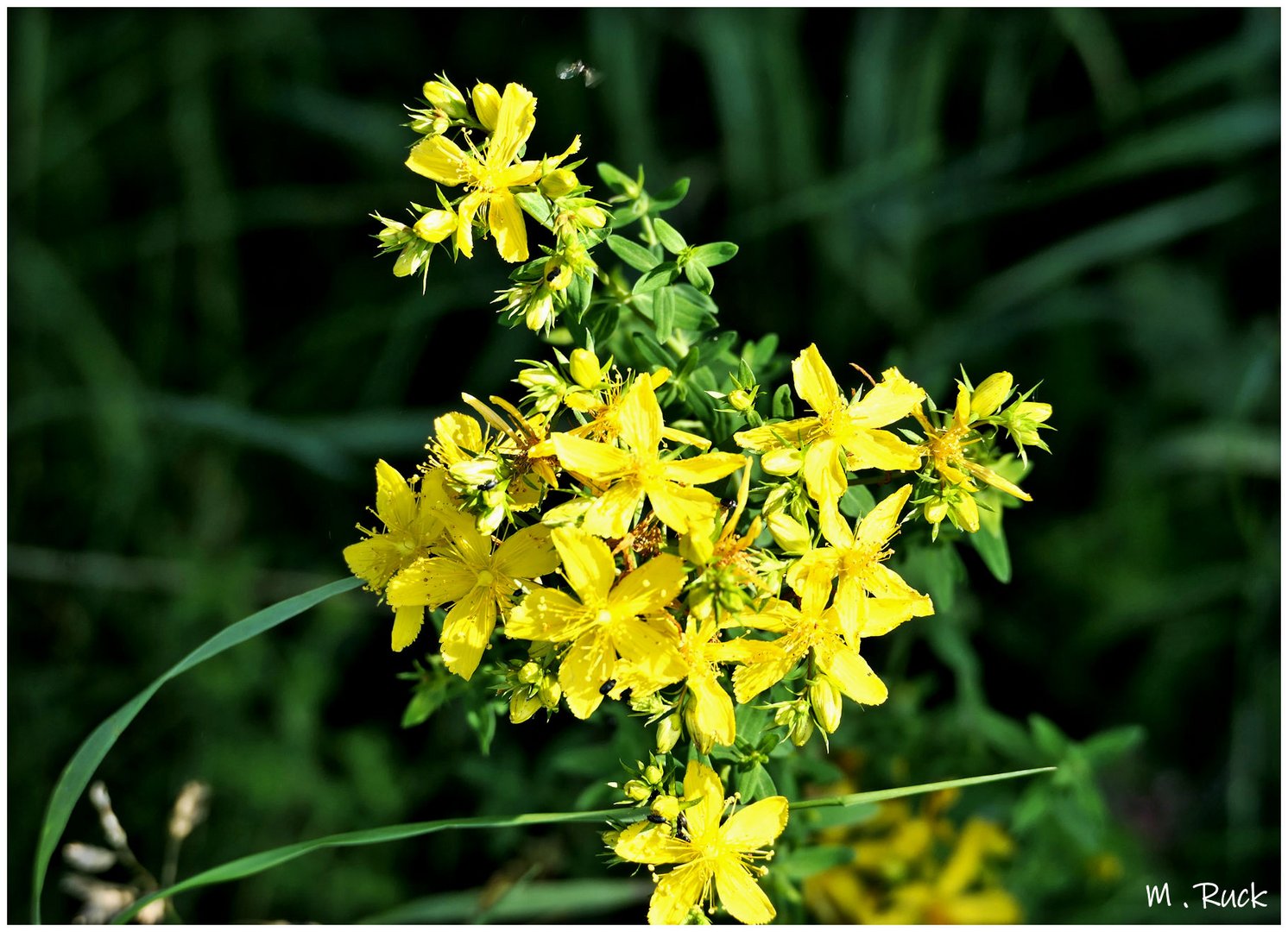 Johanniskraut Blüten ,