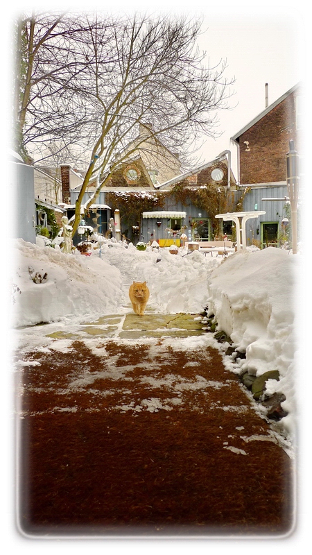 Johanniskraut (der Kater)