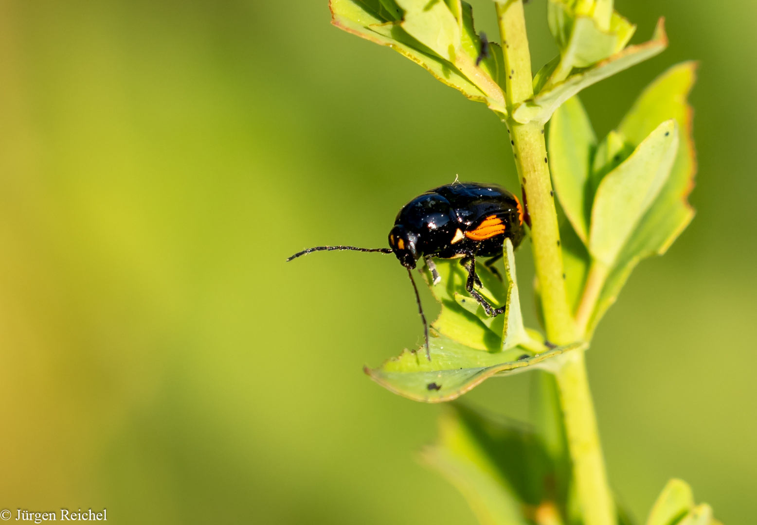 Johanniskraut-Fallkäfer ( Cryptocephalus moraei ) 