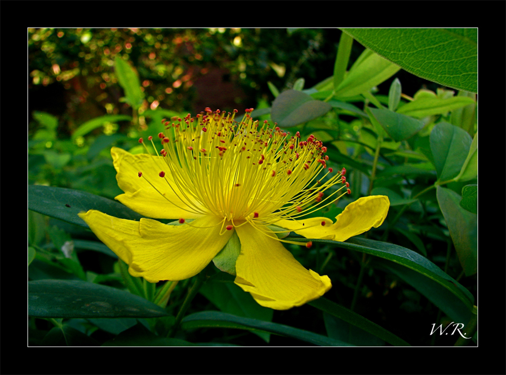 Johanniskraut ( Hypericum calycinum )