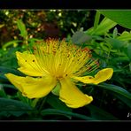 Johanniskraut ( Hypericum calycinum )