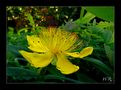 Johanniskraut ( Hypericum calycinum ) von Wolfgang Ritzinger 