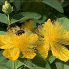 Johanniskraut ( Hypericum) mit Hummel