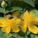 Johanniskraut ( Hypericum) mit Hummel