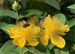 Johanniskraut ( Hypericum) mit Hummel