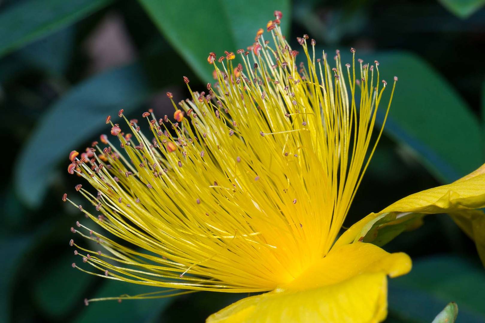 Johanniskraut Hypericum monogynum