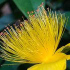 Johanniskraut Hypericum monogynum