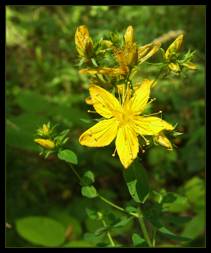 Johanniskraut (Hypericum perforatum)