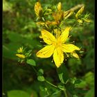 Johanniskraut (Hypericum perforatum)