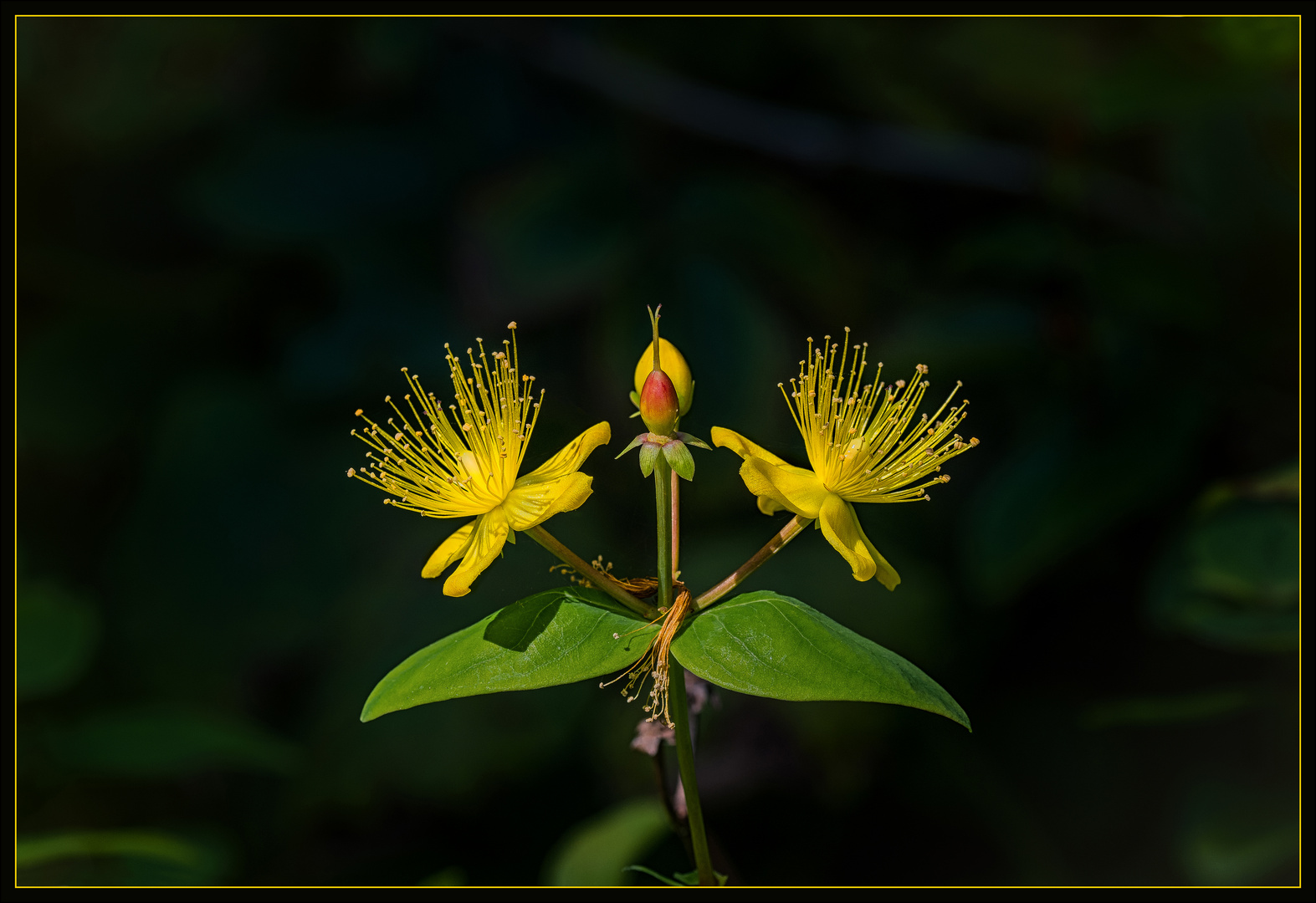 Johanniskraut (Hypericum perforatum)