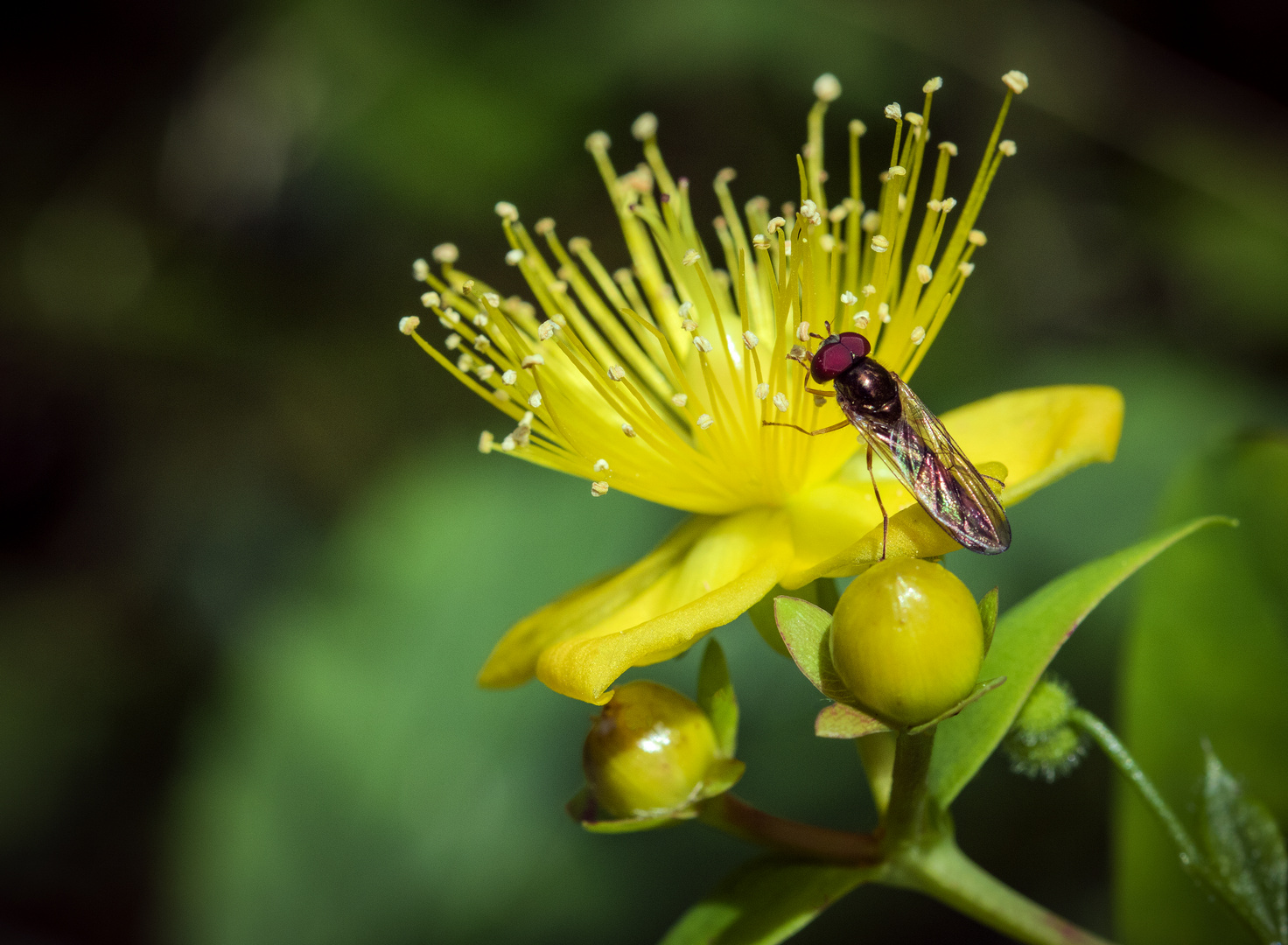 Johanniskraut ( Hypericum perforatum ) mit kleinem Schleckermäulchen