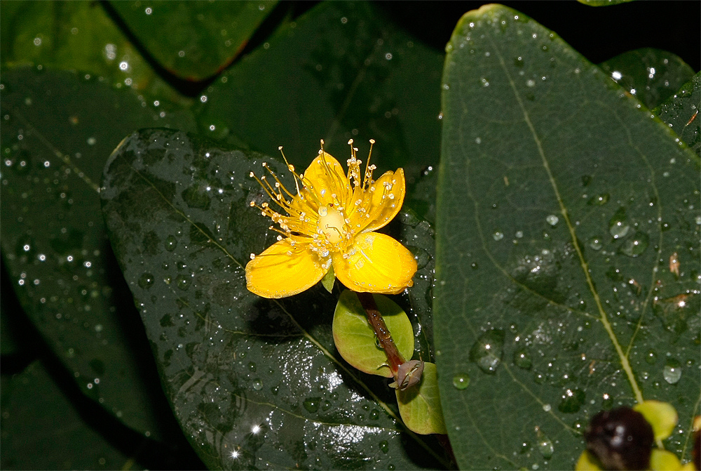 Johanniskraut im Regen