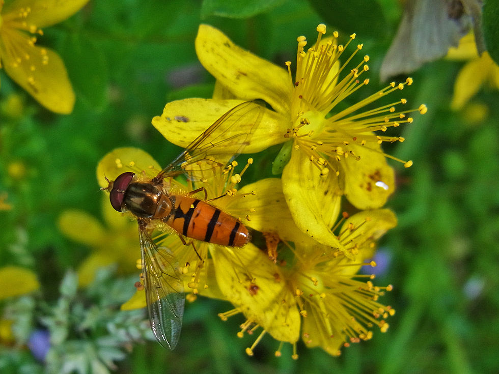 Johanniskraut mit Schwebfliege