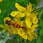 Johanniskraut mit Schwebfliege