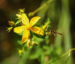 Johanniskraut mit Schwebfliege