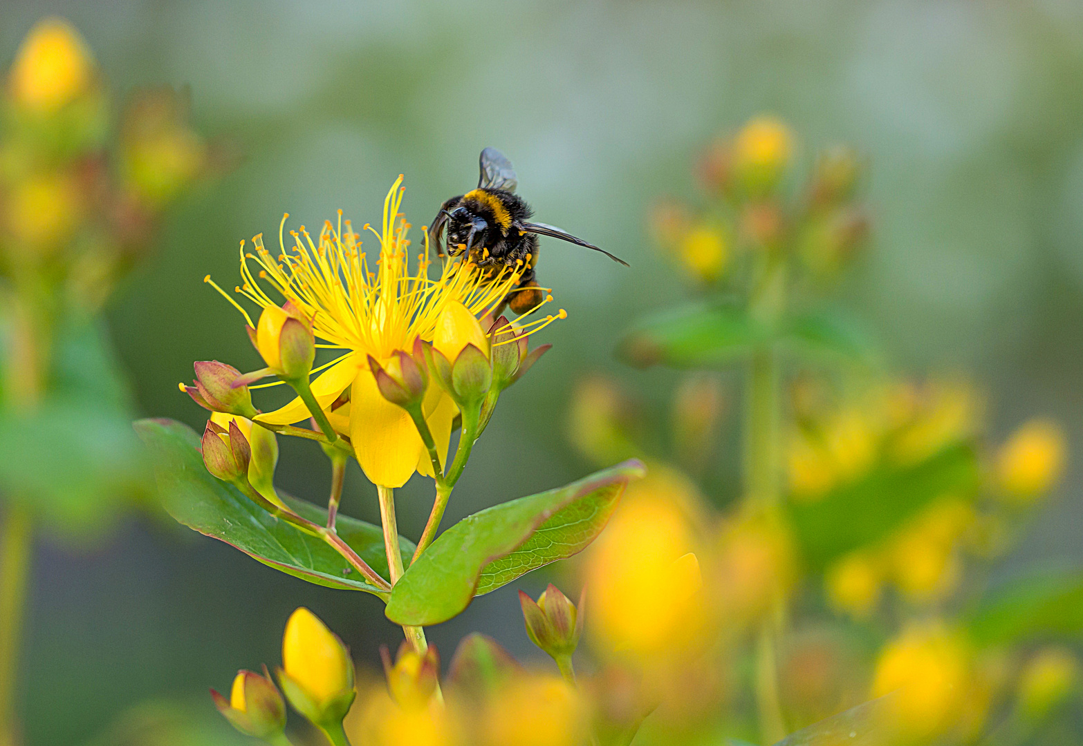 Johanniskraut - nicht nur bei Insekten beliebt!