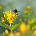 Johanniskraut - nicht nur bei Insekten beliebt!