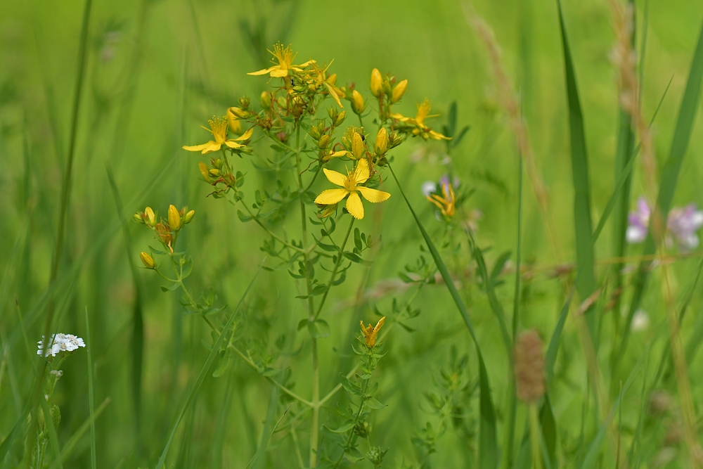 Johanniskraut – Strahlen in der Wiese