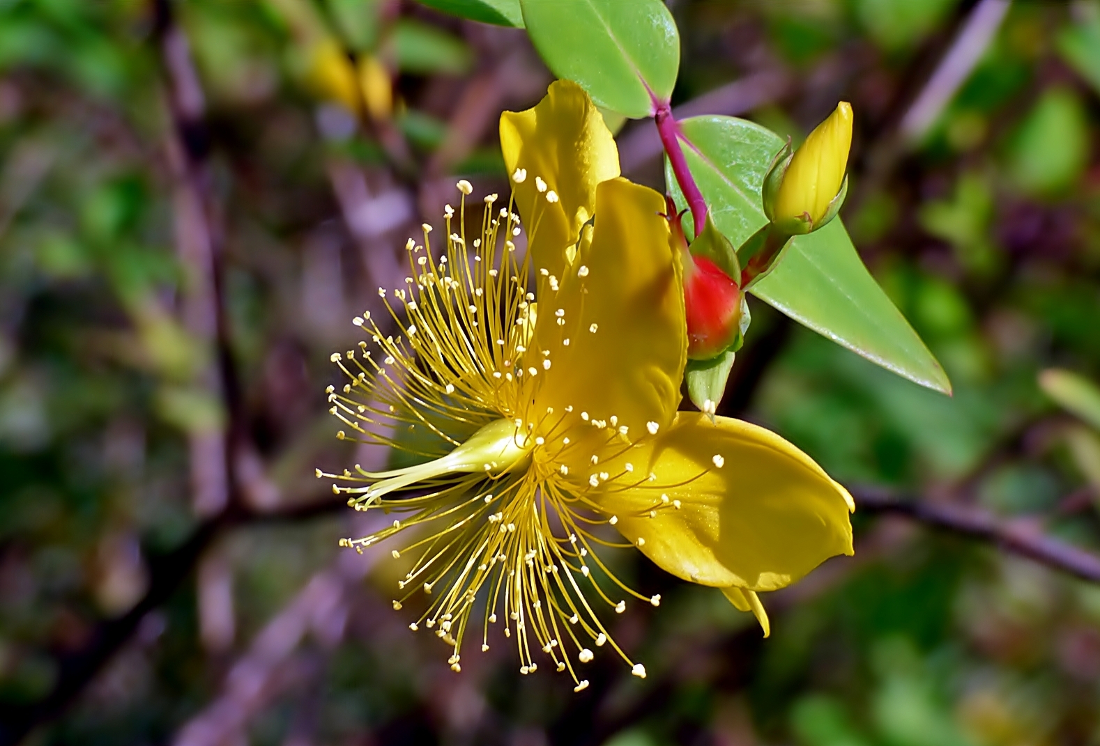 Johanniskrautblüte.