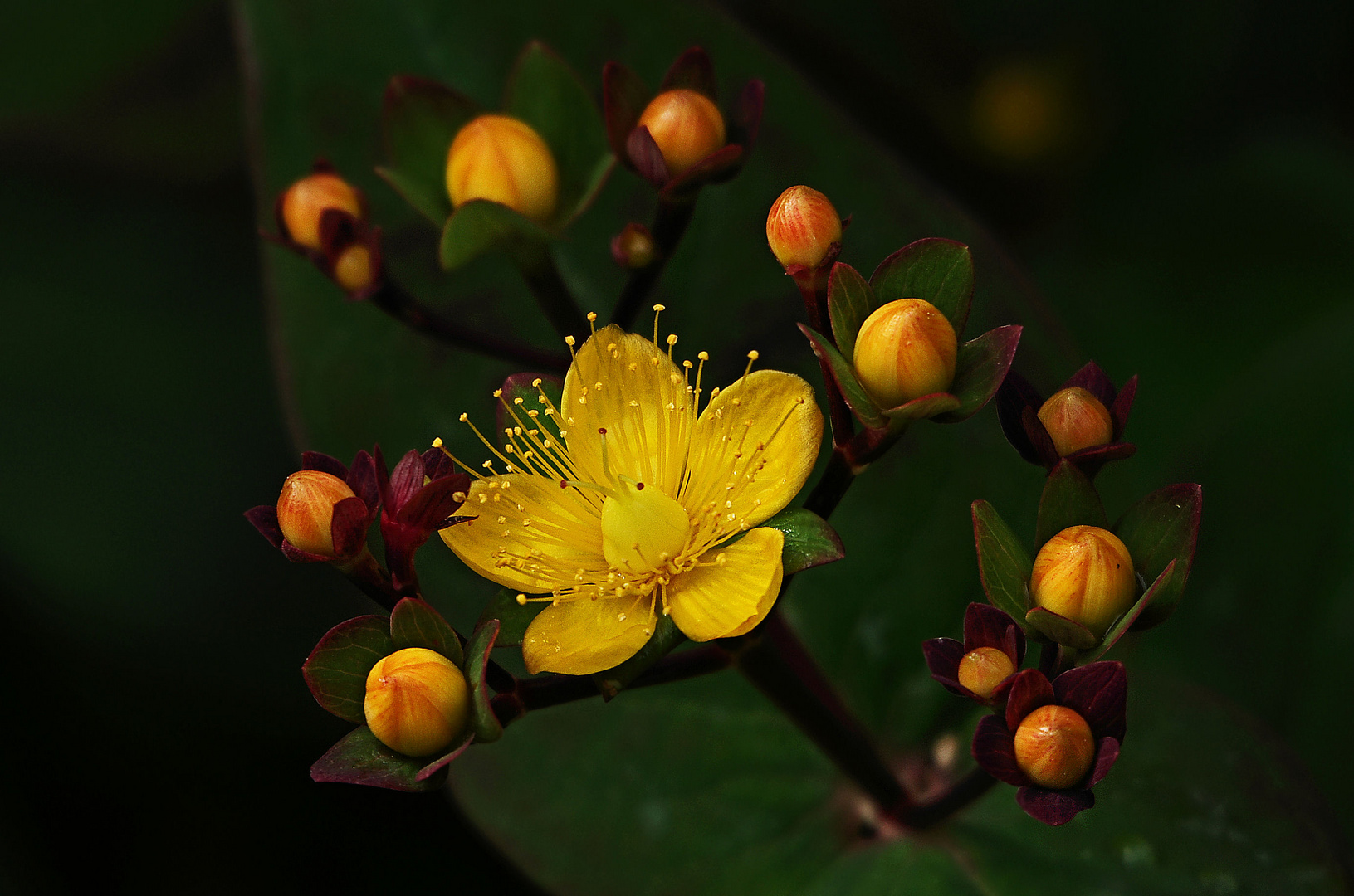 Johanniskrautblüte