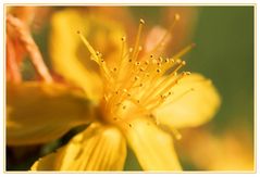 Johanniskrautblüte in der Abendsonne