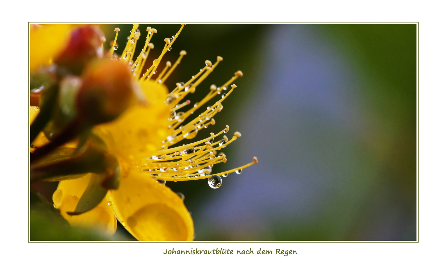 Johanniskrautblüte nach dem Regen