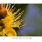 Johanniskrautblüte nach dem Regen