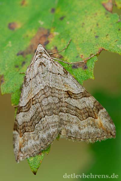 Johanniskrautspanner - Aplocera efformata