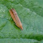 Johanniskrautwickler (Lathronympha strigana)