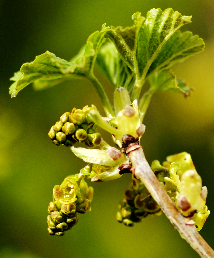 Johannistraubenblüten