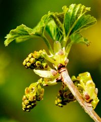 Johannistraubenblüten